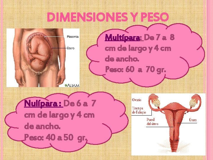 DIMENSIONES Y PESO Multípara: De 7 a 8 cm de largo y 4 cm