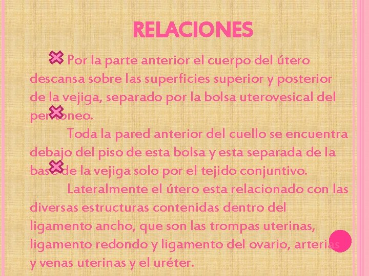 RELACIONES Por la parte anterior el cuerpo del útero descansa sobre las superficies superior