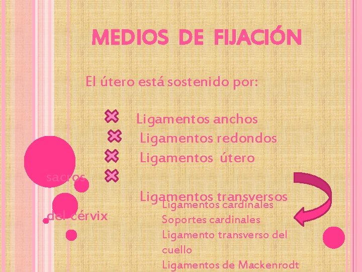 MEDIOS DE FIJACIÓN El útero está sostenido por: Ligamentos anchos Ligamentos redondos Ligamentos útero