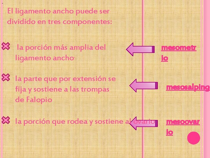 - El ligamento ancho puede ser dividido en tres componentes: la porción más amplia