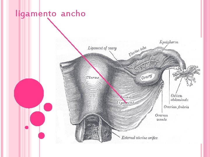 ligamento ancho 