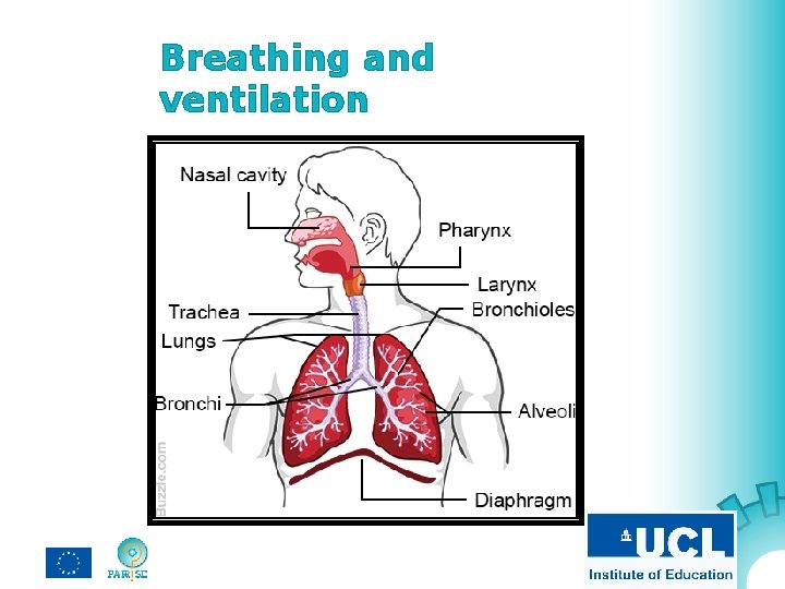 Breathing and ventilation 