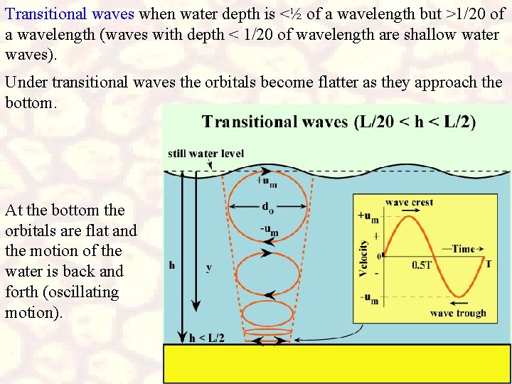 Transitional waves when water depth is <½ of a wavelength but >1/20 of a