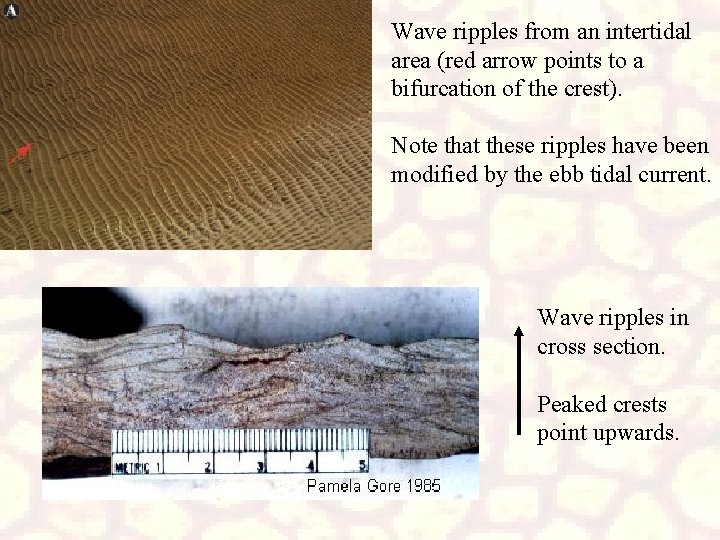 Wave ripples from an intertidal area (red arrow points to a bifurcation of the