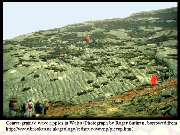 Coarse-grained wave ripples in Wales (Photograph by Roger Suthren; borrowed from http: //www. brookes.