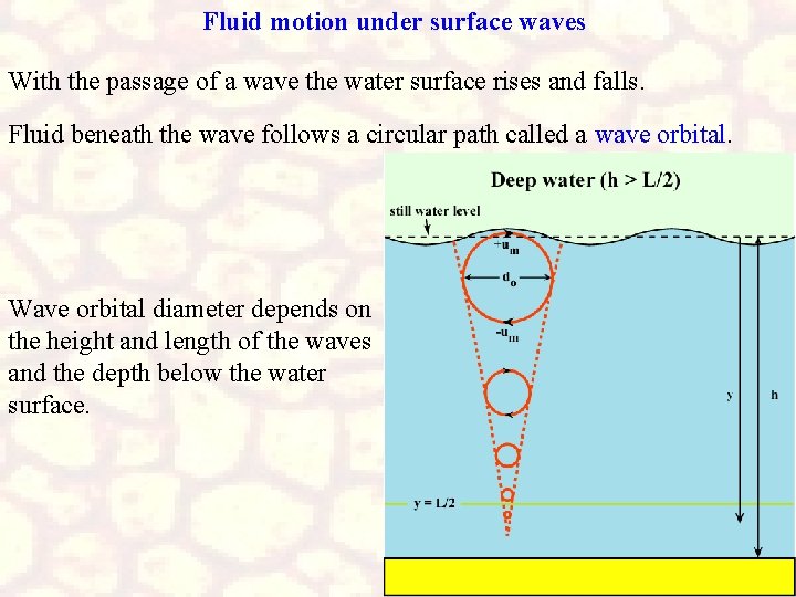 Fluid motion under surface waves With the passage of a wave the water surface