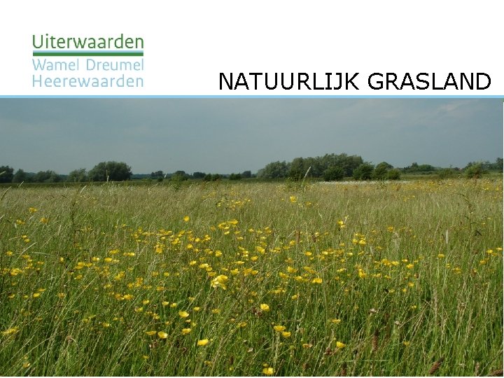 NATUURLIJK GRASLAND 