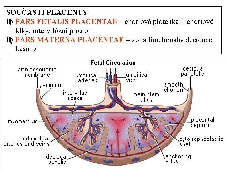 SOUČÁSTI PLACENTY: PARS FETALIS PLACENTAE – choriová ploténka + choriové klky, intervilózní prostor PARS