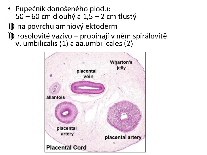  • Pupečník donošeného plodu: 50 – 60 cm dlouhý a 1, 5 –