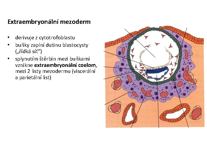 Extraembryonální mezoderm • derivuje z cytotrofoblastu • buňky zaplní dutinu blastocysty („řídká síť“) •