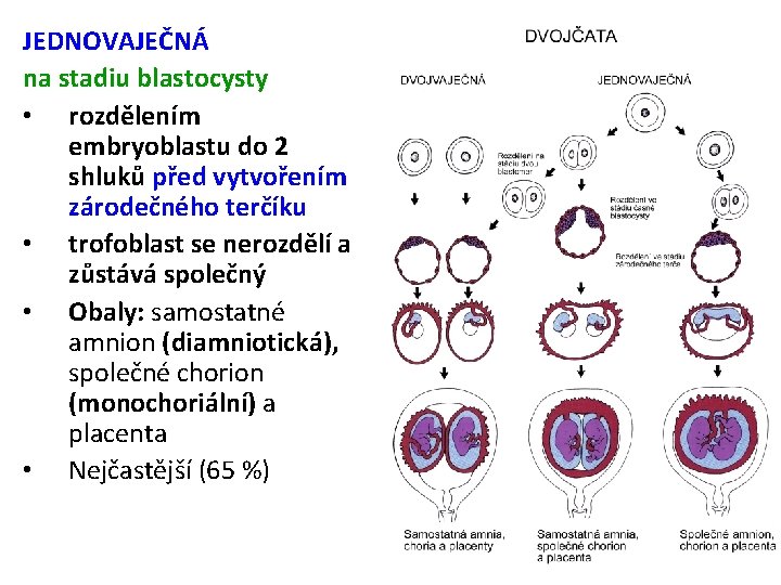 JEDNOVAJEČNÁ na stadiu blastocysty • rozdělením embryoblastu do 2 shluků před vytvořením zárodečného terčíku