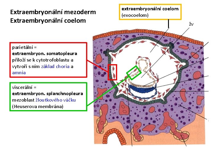 Extraembryonální mezoderm Extraembryonální coelom parietální = extraembryon. somatopleura přiloží se k cytotrofoblastu a vytvoří