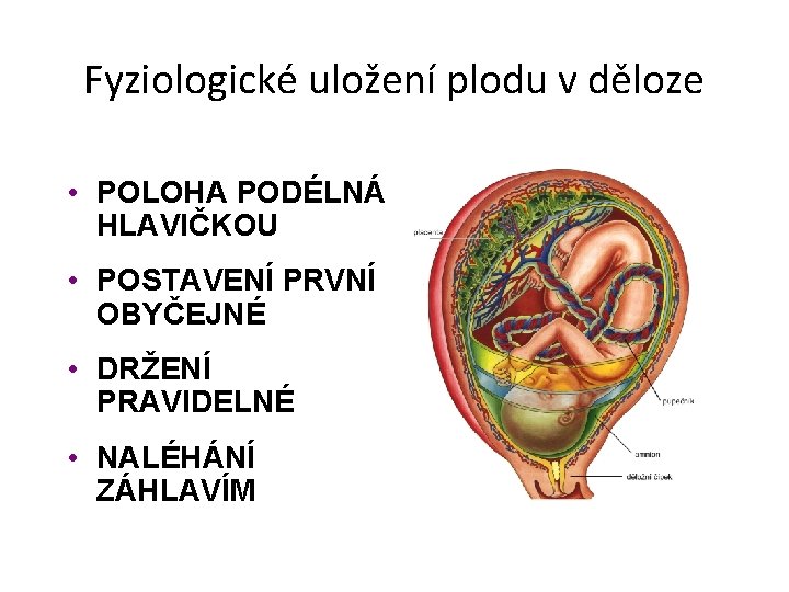 Fyziologické uložení plodu v děloze • POLOHA PODÉLNÁ HLAVIČKOU • POSTAVENÍ PRVNÍ OBYČEJNÉ •