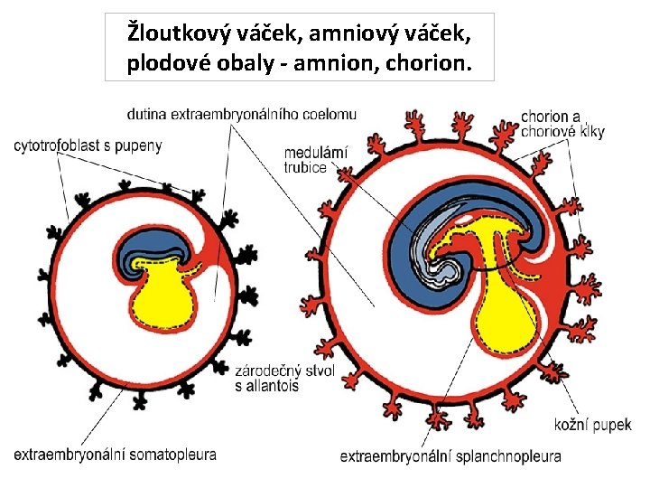 Žloutkový váček, amniový váček, plodové obaly - amnion, chorion. 