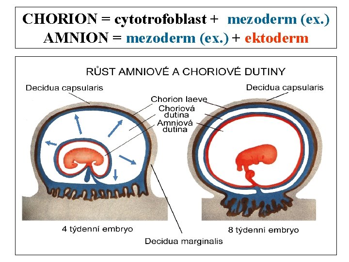 CHORION = cytotrofoblast + mezoderm (ex. ) AMNION = mezoderm (ex. ) + ektoderm