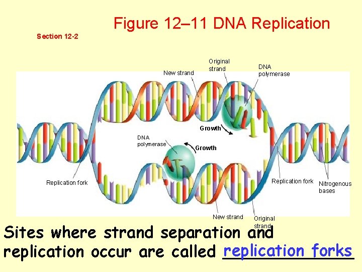 Figure 12– 11 DNA Replication Section 12 -2 New strand Original strand DNA polymerase