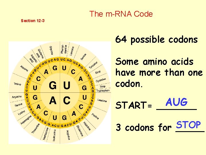 The m-RNA Code Section 12 -3 64 possible codons Some amino acids have more