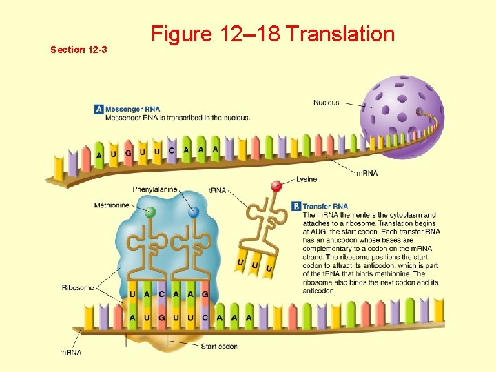 Section 12 -3 Figure 12– 18 Translation 