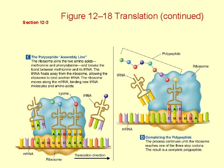 Section 12 -3 Figure 12– 18 Translation (continued) 