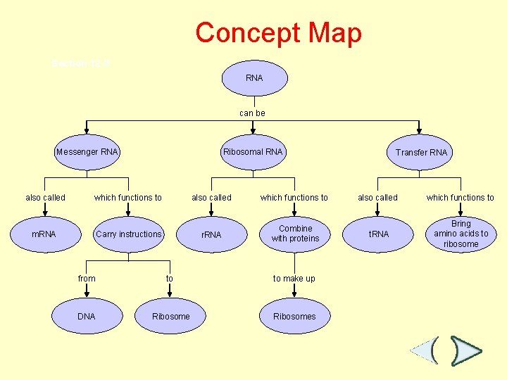 Concept Map Section 12 -3 RNA can be Messenger RNA also called Ribosomal RNA