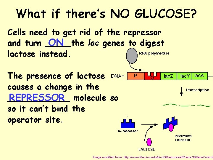 What if there’s NO GLUCOSE? Cells need to get rid of the repressor ON