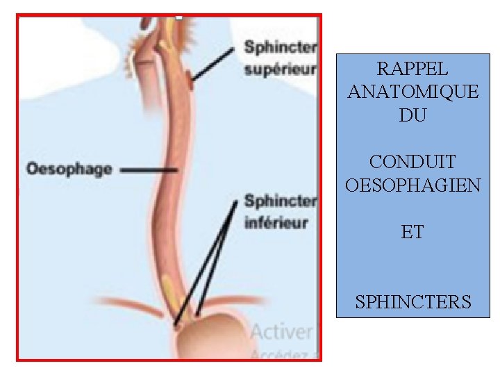 RAPPEL ANATOMIQUE DU CONDUIT OESOPHAGIEN ET SPHINCTERS 