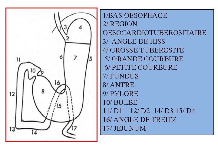 1/BAS OESOPHAGE 2/ REGION OESOCARDIOTUBEROSITAIRE 3/ ANGLE DE HISS 4/ GROSSE TUBEROSITE 5/ GRANDE