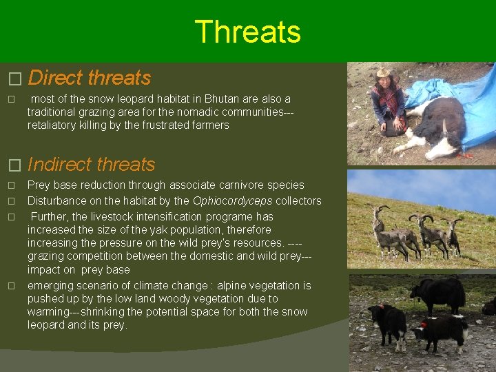 Threats � Direct threats � most of the snow leopard habitat in Bhutan are