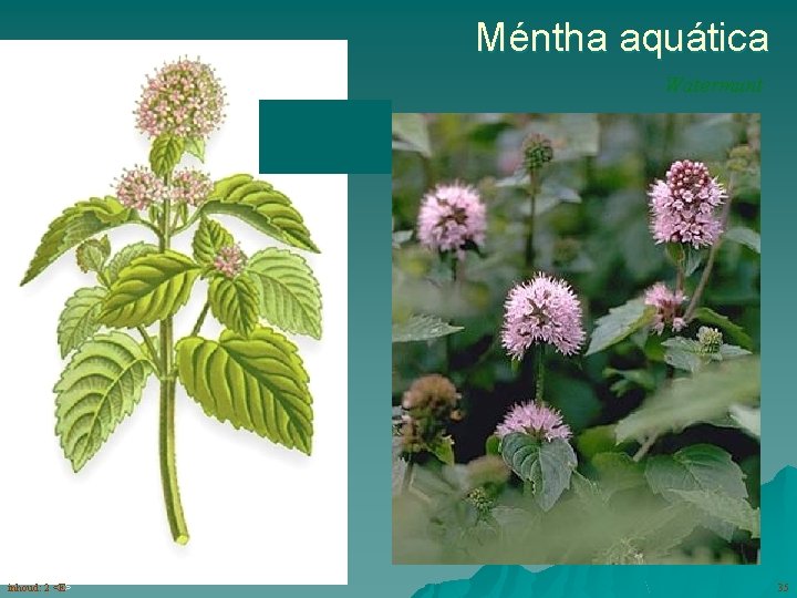 Méntha aquática Watermunt bloemen (6 -10) in een sterk ruikende, bolvormige bloeiwijze inhoud: 2