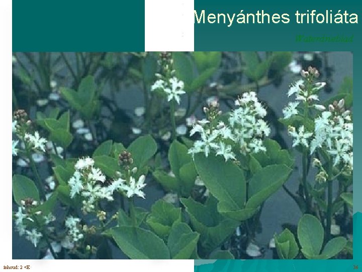 Menyánthes trifoliáta Waterdrieblad bloemen (5 -6) met gefranjerde kroonslippen inhoud: 2 <E> 36 