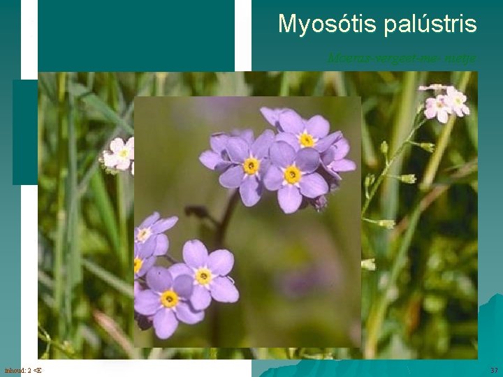 Myosótis palústris Moeras-vergeet-me- nietje bloemen (5 -6) in schichten inhoud: 2 <E> 37 