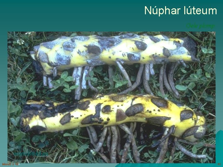 Núphar lúteum Gele plomp bloemen (5 -8) met kelkbladen groter dan kroonbladen wortelstokken inhoud: