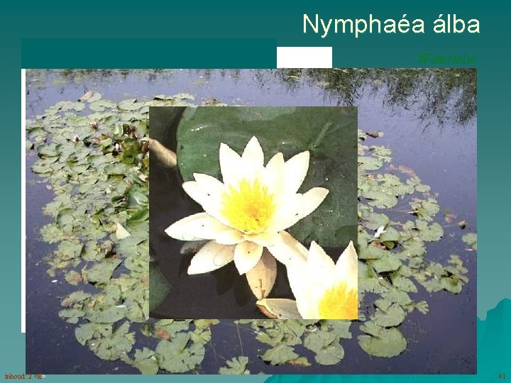 Nymphaéa álba Waterlelie bloemen (5 -8) met kroonbladen groter dan kelkbladen inhoud: 2 <E>