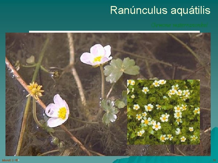 Ranúnculus aquátilis Gewone waterranonkel drijvende bladeren bloemen (5 -8) met witte kroonbladen ondergedoken bladeren
