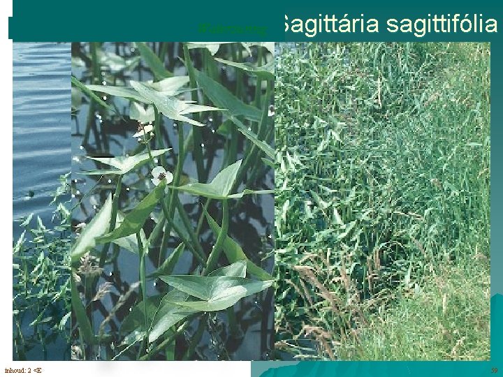diverse bladvormen, drijvend en. Waterzuring opstaand Sagittária sagittifólia vrouwelijk bloemen (5 -9) éénslachtig mannelijk