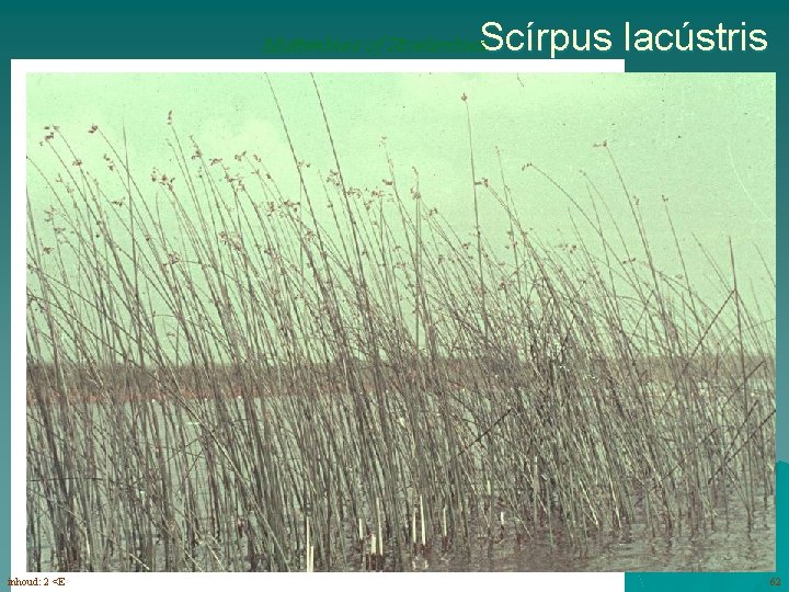 Scírpus lacústris Mattenbies of Stoelenbies éénslachtige bloemen (7 -8) in aartjes ongelede stengels inhoud: