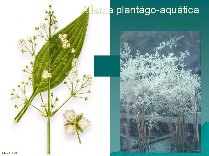 Alísma plantágo-aquática Waterweegbree bloemen (6 -9) in pluimen winterbeeld inhoud: 2 <E> 5 