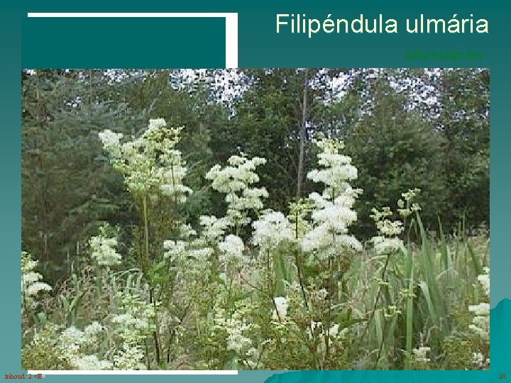 Filipéndula ulmária Moerasspirea bloemen (6 -7) in ‘speren’ bladeren afgebroken geveerd onderzijde witviltig inhoud: