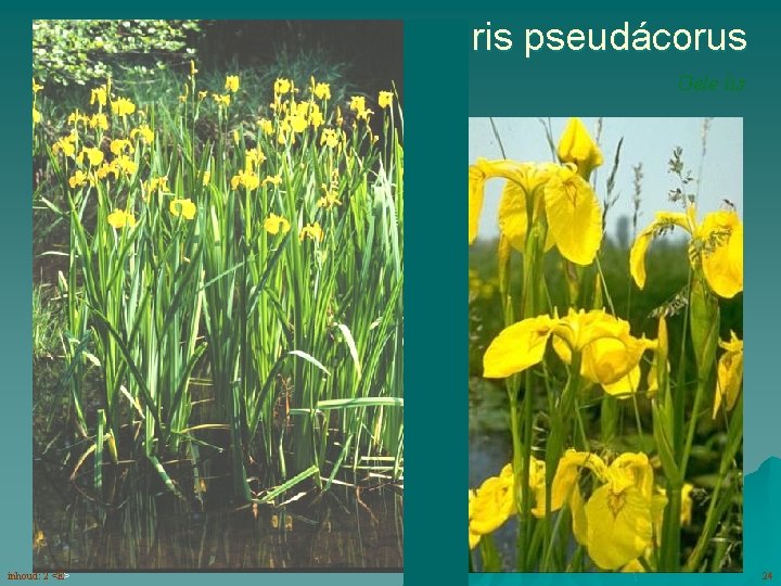 Iris pseudácorus Gele lis drietallige bloemen (5 -7) met duidelijk honingmerk zaden inhoud: 2