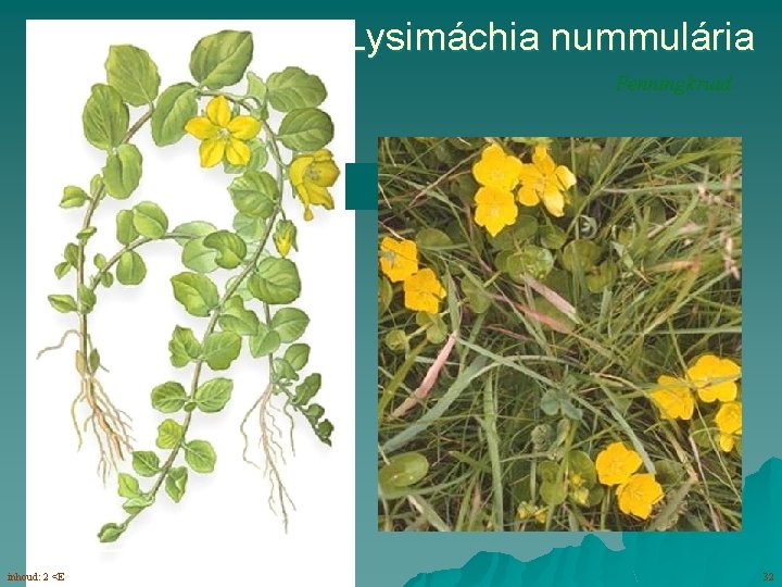 Lysimáchia nummulária Penningkruid bloemen (6 -7) alleenstaand inhoud: 2 <E> 32 