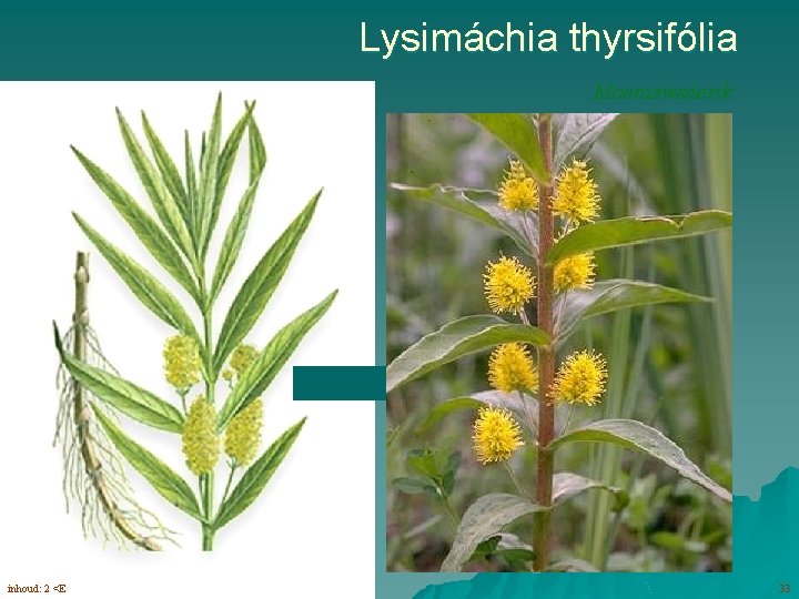 Lysimáchia thyrsifólia Moeraswederik bloemen in trossen (5 -6) inhoud: 2 <E> 33 