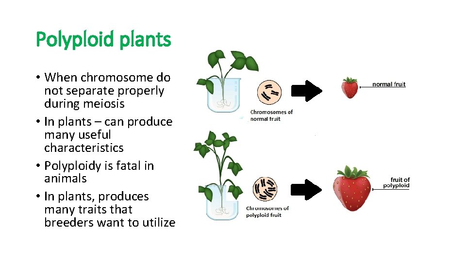 Polyploid plants • When chromosome do not separate properly during meiosis • In plants
