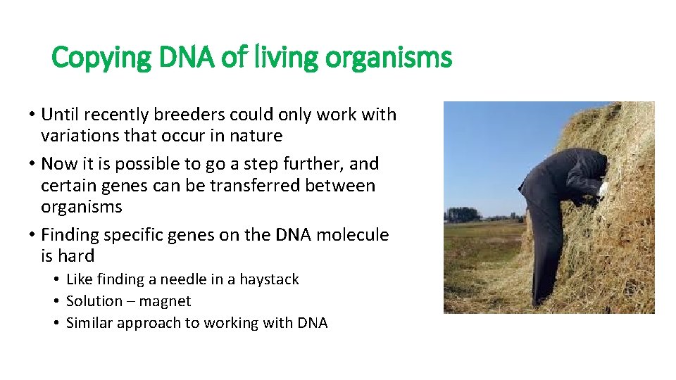 Copying DNA of living organisms • Until recently breeders could only work with variations