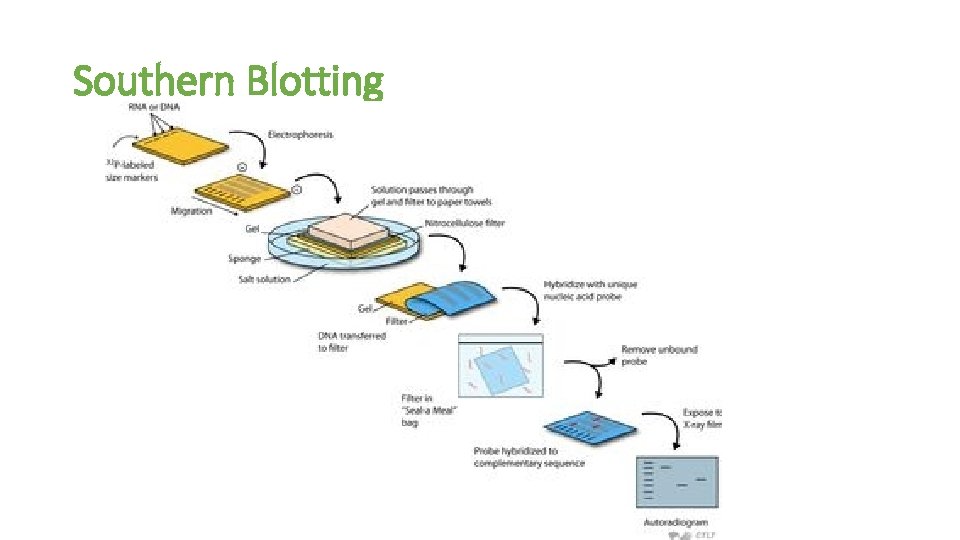 Southern Blotting 