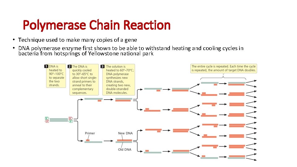 Polymerase Chain Reaction • Technique used to make many copies of a gene •
