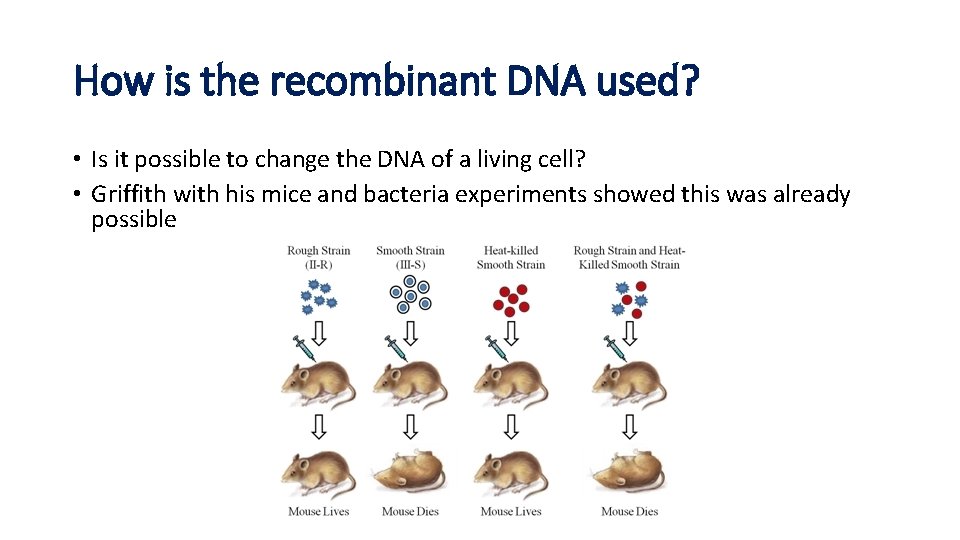 How is the recombinant DNA used? • Is it possible to change the DNA