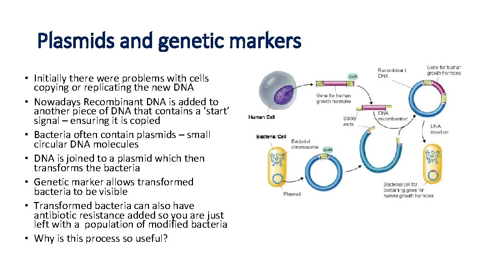 Plasmids and genetic markers • Initially there were problems with cells copying or replicating