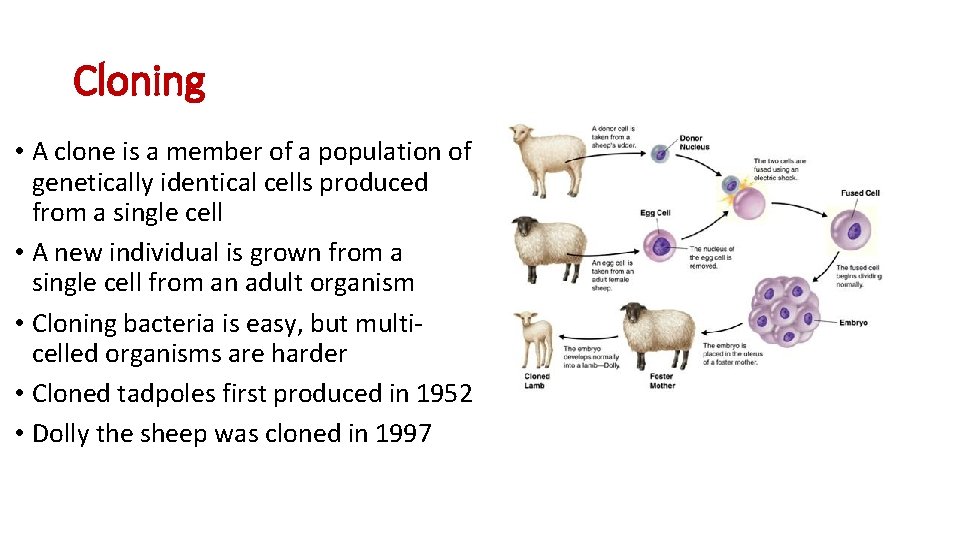 Cloning • A clone is a member of a population of genetically identical cells