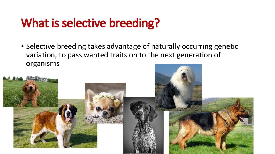 What is selective breeding? • Selective breeding takes advantage of naturally occurring genetic variation,