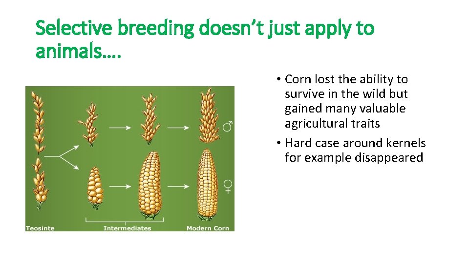 Selective breeding doesn’t just apply to animals…. • Corn lost the ability to survive